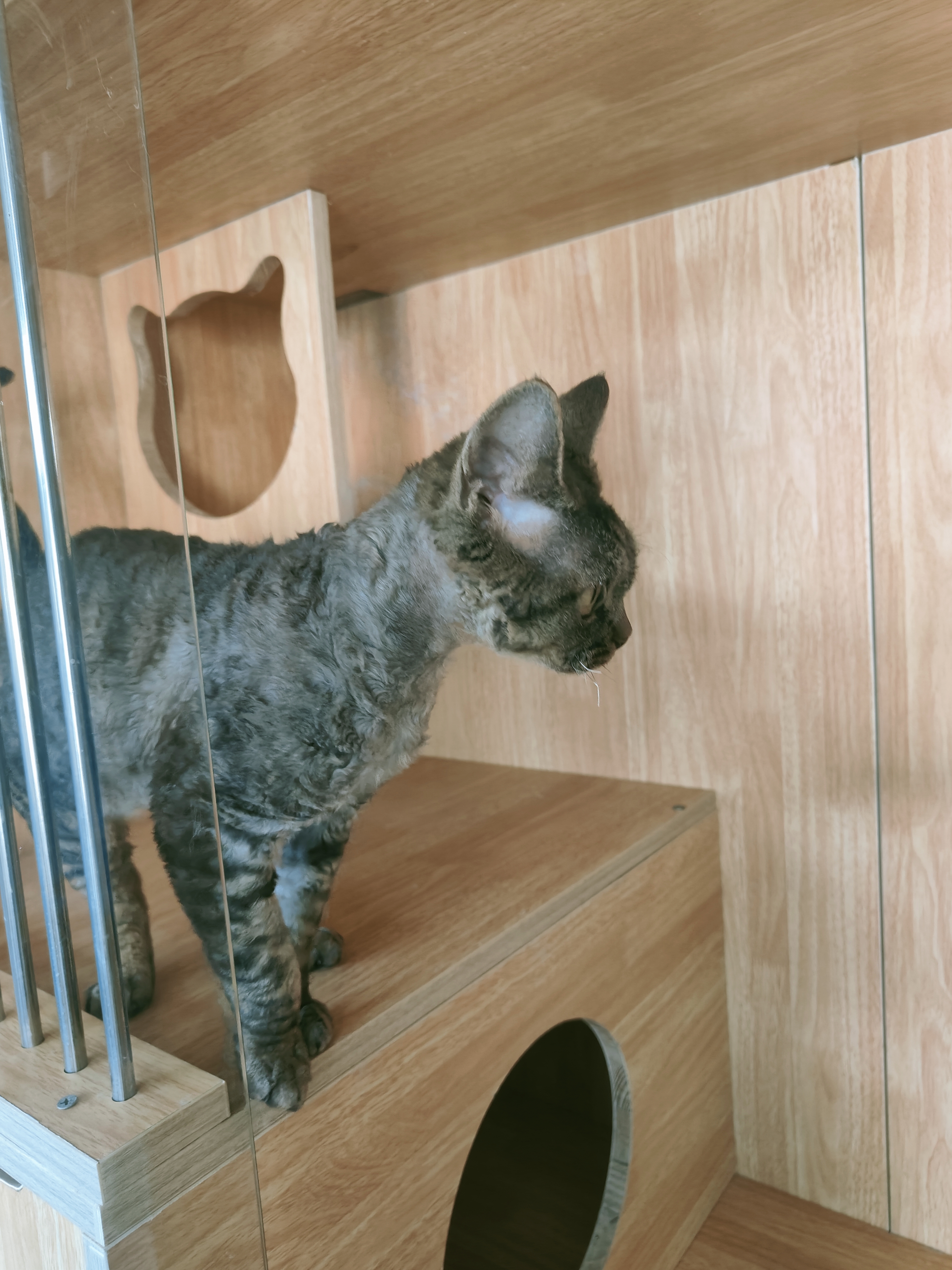 德文卷毛猫公猫弟弟无病无藓特价几百块